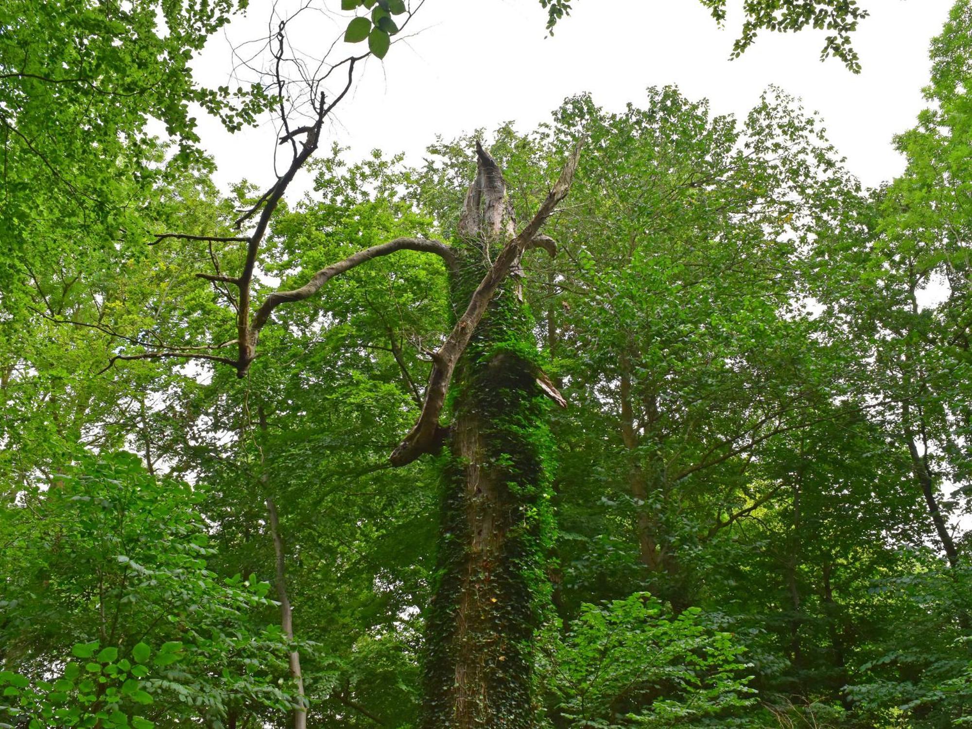 Ferienwohnung Im Gutshaus Alt Krassow Inmitten Der Natur Lalendorf Εξωτερικό φωτογραφία